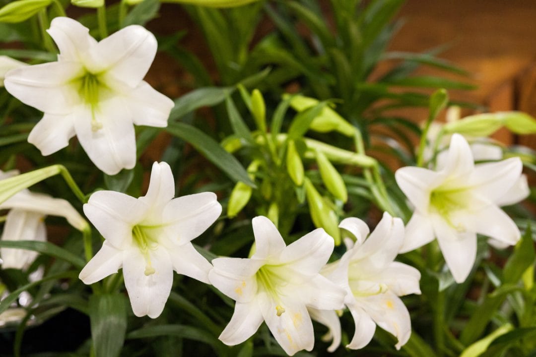 lightstock_339949_small_user_43213706
